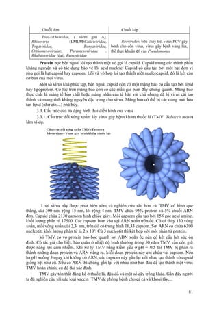 Chuỗi đơn Chuỗi kép
PicoARNviridae, ( viêm gan A),
Rhinovirus (LMLM)Caliciviridae,
Togaviridae, Bunyaviridae,
Orthomyxoviridae, Paramyxoviridae ,
Rhabdoviridae (dại), Retroviridae
Reoviridae, tiêu chảy trẻ, virus PCV gây
bệnh cho côn virus, virus gây bệnh vàng lúa,
thể thực khuẩn φ6 của Pseudomonas
Protein bọc bên ngoài lõi tạo thành một vỏ gọi là capsid. Capsid mang các thành phần
kháng nguyên và có tác dụng bảo vệ lõi acid nucleic. Capsid có cấu tạo bởi một hạt đơn vị
phụ gọi là hạt capsid hay capsom. Lõi và vỏ hợp lại tạo thành một nucleocapsid, đó là kết cấu
cơ bản của mọi virus.
Một số virus khá phức tạp, bên ngoài capsid còn có một màng bao có cấu tạo bởi lipid
hay lipoprotein. Có lúc trên màng bao còn có các mấu gai bám đầy chung quanh. Màng bao
thực chất là màng tế bào chất hoặc màng nhân của tế bào vật chủ nhưng đã bị virus cải tạo
thành và mang tính kháng nguyên đặc trưng cho virus. Màng bao có thể bị các dung môi hòa
tan lipid (như ete,...) phá hủy.
3.3. Cấu trúc của ba dạng hình thái điển hình của virus
3.3.1. Cấu trúc đối xứng xoắn: lấy virus gây bệnh khảm thuốc lá (TMV: Tobacco mosa)
làm ví dụ.
Loại virus này được phát hiện sớm và nghiên cứu sâu hơn cả. TMV có hình que
thẳng, dài 300 nm, rộng 15 nm, lõi rộng 4 nm. TMV chứa 95% protein và 5% chuỗi ARN
đơn. Capsid chứa 2130 capsom hình chiếc giầy. Mỗi capsom cấu tạo bởi 158 gốc acid amine,
khối lượng phân tử 17500. Các capsom bám vào sợi ARN xoắn trôn ốc. Có cả thảy 130 vòng
xoắn, mỗi vòng xoắn dài 2,3 nm, trên đó có trung bình 16,33 capsom. Sợi ARN có chứa 6390
nucleotit, khối lượng phân tử là 2 x 106
. Cứ 3 nucleotit thì kết hợp với một phân tử protein.
Vì TMV có vỏ protein bao bọc quanh sợi ADN xoắn ốc nên có kết cấu hết sức ổn
định. Có tác giả cho biết, bảo quản ở nhiệt độ bình thường trong 50 năm TMV vẫn còn giữ
được năng lực cảm nhiễm. Khi xử lý TMV bằng kiềm yếu ở pH =10,5 thì TMV bị phân ra
thành những đoạn protein và ARN riêng ra. Mỗi đoạn protein này chỉ chứa vài capsom. Nếu
hạ pH xuống 5 ngay khi không có ARN, các capsom này gắn lại với nhau tạo thành vỏ capsid
giống hệt như cũ. Nếu có ARN thì chúng gắn lại với nhau như ban đầu để tạo thành một virus
TMV hoàn chỉnh, có độ dài xác định.
TMV gây tổn thất đáng kể ở thuốc lá, đậu đỗ và một số cây trồng khác. Gần đây người
ta đã nghiên cứu tới các loại vaccin TMV để phòng bệnh cho cả cà và khoai tây,...
81
 