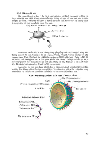 3.3.2. Đối xứng 20 mặt
Lấy virus Adenovirus làm ví dụ. Đó là một loại virus gây bệnh cho người và động vật
được phân lập năm 1953. Chúng xâm nhiễm vào đường hô hấp, kết mạc mắt, các tổ chức
lympho gây viêm. Từ thập kỷ 80 người ta đã biết có tới 80 loại Adenovirus, vật chủ tự nhiên
là người, trâu bò, chó, khỉ, chuột, chim, ếch, nhái.
Adenovirus có cấu trúc 20 mặt, thoáng trông gần giống hình cầu, không có màng bao,
đường kính 70-80 nm. Chúng có tất cả 12 góc, 20 mặt, 30 cạnh. Capsid cấu tạo bởi 252
capsom, trong đó có 12 thể ngũ lân có khối lượng phân tử 70000, phân bố ở 12 góc và 240 thể
lục lân có khối lượng phân tử 120.000, phân bố đều trên 20 mặt. Thể ngũ lân cấu tạo bởi 5
monomer protein mọc thẳng ra đầu có hình cầu, những sợi này được gọi là sợi ADN xoắn
kép. Tất cả các loại Adenovirus đều có 36.500 cặp nucleotit.
Adenovirus chỉ phát triển được trên tổ chức tế bào người, thích hợp nhất là trên tế bào
tổ chức thận, không phát triển được trên phôi gà. Vì Adenovirus phát triển và lắp bên trong
nhân tế bào vật chủ cho nên có thể làm cho tế bào vật chủ tạo ra các thể bao hàm.
82
 