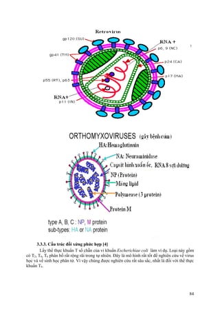 3.3.3. Cấu trúc đối xứng phức hợp [4]
Lấy thể thực khuẩn T số chẵn của vi khuẩn Escherichiae coli làm ví dụ. Loại này gồm
có T2, T4, T6 phân bố rất rộng rãi trong tự nhiên. Đây là mô hình rất tốt để nghiên cứu về virus
học và về sinh học phân tử. Vì vậy chúng được nghiên cứu rất sâu sắc, nhất là đối với thể thực
khuẩn T4.
84
 