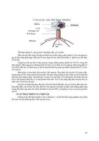 Thể thực khuẩn T4 cấu tạo bởi 3 bộ phận: đầu, cổ và đuôi.
Đầu cấu trúc đối xứng 20 mặt còn đuôi lại có đối xứng xoắn, chính vì vậy mà người ta
gọi là đối xứng phức hợp. Đầu dài 95 nm, rộng 65 nm, dưới kính hiển vi điện tử có thể thấy
rõ 20 mặt.
Capsid có cấu tạo bởi 8 loại protein, lượng chứa protein chiếm tới 76-81% trong thể
thực khuẩn. Mỗi capsom có đường kính là 8 nm. Có cả thảy là 212 capsom. Bên trong đầu có
sợi ADN, đầu nối với đuôi qua cổ, đó là một đĩa hình lục giác tạo thành, đường kính 37,5 nm,
có 6 tua cổ.
Đuôi gồm có bao đuôi cấu tạo bởi 144 capsom. Ống đuôi cấu tạo bởi 24 vòng xoắn,
tương ứng với 24 vòng xoắn trên bao đuôi. Đĩa gốc cũng tương tự như ở đĩa cổ, đó là một đĩa
hình lục giác rỗng ở giữa. Trên đĩa gốc có mọc ra 6 sợi đuôi và 6 mấu ghim. Sợi đuôi cấu tạo
bởi 4 loại protein khá lớn và 2 loại protein khá nhỏ. Nó có tác dụng hấp phụ chuyển hóa và
mẫn cảm với tế bào vật chủ.
Sau khi sợi đuôi hấp phụ, đĩa gốc sẽ bị kích thích dẫn đến việc co rút bao đuôi làm cho
ống đuôi đâm vào tế bào vật chủ. Khi đó 144 capsom của đuôi sẽ phát sinh những phản ứng
tương đối phức tạp, làm cho chiều dài đuôi co lại còn 50%, rất giống với sự co của các protein
sợi cơ.
IV. SỰ PHÁT TRIỂN CỦA VIRUS [5]
Chúng ta lấy thể thực khuẩn T của vi khuẩn E. coli để làm đối tượng nghiên cứu chính
khi xem xét các phương thức sinh sản của virus.
85
 