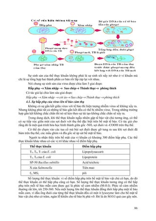 Sự sinh sản của thể thực khuẩn không phải là sự sinh sôi nẩy nở như ở vi khuẩn mà
chỉ là sự tổng hợp hai thành phần cơ bản rồi lắp ráp lại với nhau.
Nói chung sự sinh sản của virus được chia làm 5 giai đoạn:
Hấp phụ → Xâm nhập → Sao chép→ Thành thục→ phóng thích
Có tác giả lại chia làm sáu giai đoạn:
Hấp phụ → Xâm nhập → cởi áo→ Sao chép→ Thành thục→ phóng thích
4.1. Sự hấp phụ của virus lên tế bào cảm thụ
Không có sự gắn kết giữa virus với tế bào thì hiện tượng nhiễm virus sẽ không xẩy ra.
Nhưng không phải tất cả những tế bào gắn kết đều có thể bị nhiễm virus. Trong những trường
hợp gắn kết không chắc chắn thì nó sẽ kéo theo sự tái tạo không chắc chắn sẽ xẩy ra.
Trong dung dịch, khi thể thực khuẩn ngẫu nhiên gặp tế bào vật chủ tương ứng, có thể
có sự tiếp xúc giữa mút của sợi đuôi với thụ thể đặc biệt trên bề mặt tế bào. Có tác giả cho
rằng đó là một quá trình hóa học hình thành giữa gốc -NH3 sợi đuôi và -COOH trên thụ thể.
Có thể do chạm vào các tua cổ mà búi sợi đuôi được gỡ tung ra sau khi sợi đuôi đã
bám trên thụ thể, các mấu ghim và đĩa gốc sẽ áp sát bề mặt tế bào.
Người ta nhận thấy trên bề mặt của vi khuẩn có khoảng 300 điểm hấp phụ. Các thể
thực khuẩn khác nhau có các vị trí khác nhau về điểm hấp phụ.
Thể thực khuẩn Điểm hấp phụ
T3, T4, T7 của E. coli Lipopolysaccarit
T2, T6 của E. coli Lipoprotein
SP-50 Bacillus subtillis Acid teichoic
X của Salmonella Tiên mao
f2, MS2 pili
Số lượng thể thực khuẩn: vì số điểm hấp phụ trên bề mặt tế bào vật chủ có hạn, do đó
thể thực khuẩn có thể hấp phụ cũng có hạn. Số lượng thể thực khuẩn tương ứng có thể hấp
phụ trên mỗi tế bào mẫn cảm được gọi là phức số cảm nhiễm (M.O.I). Phức số cảm nhiễm
thường rất lớn, tới 250-360. Nếu một lượng lớn thể thực khuẩn đồng thời hấp phụ một tế bào
mẫn cảm, vì đầu ống đuôi của từng thể thực khuẩn đều có một ít lysozyme làm cho bề mặt tế
bào vật chủ như có trăm, ngàn lỗ khiến cho tế bào bị phá vỡ. Đó là do M.O.I quá cao gây nên.
86
 