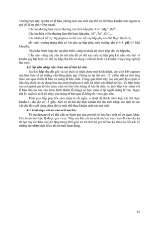 Trường hợp này sự phá vỡ tế bào, không làm sản sinh các thế hệ thể thực khuẩn mới, người ta
gọi đó là sự phá vỡ tự ngoại.
Các ion dương hóa trị hai thường xúc tiến hấp phụ: Ca2+
, Mg2+
, Ba2+
,...
Các ion hóa trị ba thường làm bất hoạt hấp phụ: Al3+
, Fe3+
, Cr3+
,...
Các nhân tố bổ trợ: tryptophan có thể xúc tiến sự hấp phụ của thể thực khuẩn T4.
pH: môi trường trung tính có lợi cho sự hấp phụ, môi trường khi pH<5 pH>10 khó
hấp phụ.
Nhiệt độ thích hợp cho sự phát triển, cũng là nhiệt độ thích hợp cho sự hấp phụ.
Cần nắm vững các yếu tố nói trên để có thể xúc tiến sự hấp phụ khi cần tiêu diệt vi
khuẩn gây hại hoặc ức chế sự hấp phụ khi sử dụng vi khuẩn hoặc xạ khuẩn trong công nghiệp
lên men.
4.2. Sự xâm nhập của virus vào tế bào ký chủ
Sau khi hấp phụ đĩa gốc và sợi đuôi sẽ nhận được một kích thích, làm cho 144 capsom
của bao đuôi sẽ có những vận động phức tạp. Chúng co lại chỉ còn 1/2 chiều dài và đâm ống
đuôi vào qua thành tế bào và màng tế bào chất. Trong quá trình này các enzyme lysozyme ở
đầu ống đuôi có tác dụng hòa tan peptydoglican ở mỗi bộ phận của thành tế bào. Sự tiếp nhận
nucleocapsid qua tế bào nhận cảm nó làm cho màng tế bào bị chảy ra, (nơi tiếp xúc virus với
tế bào chủ nó hòa vào nhau hình thành lỗ hổng) vỏ bọc virus ở lại ngoài màng tế bào. Ngay
khi ấy nucleic acid nó chảy vào trong tế bào qua lỗ hổng do virus gây nên.
Thời gian hấp phụ đến xâm nhập là rất ngắn, ở nhiệt độ thích thích hợp các thể thực
khuẩn T4 chỉ cần có 15 giây. Nếu có từ hai thể thực khuẩn trở lên xâm nhập vào một tế bào
vật chủ thì cuối cùng cũng chỉ có một thể thực khuẩn sinh sản mà thôi.
4.3. Giai đoạn cởi áo của acid nucleic
Từ nucleocapsid có thể cần sự tham gia của protein tế bào hay một số cơ quan khác.
Cởi áo nó mới bộc lộ được gen virus. Tiếp sau khi cởi áo acid nucleic của virus đi vào chu kỳ
tái tạo hay sao bản, nó yên lặng trong thời gian cư trú trên hệ gen tế bào ký chủ cho đến khi có
những tác nhân kích thích thì nó mới hoạt động.
87
 