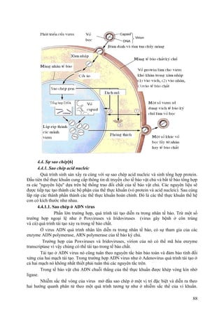 4.4. Sự sao chép[6]
4.4.1. Sao chép acid nucleic
Quá trình sinh sản xẩy ra cùng với sự sao chép acid nucleic và sinh tổng hợp protein.
Đầu tiên thể thực khuẩn cung cấp thông tin di truyền cho tế bào vật chủ và bắt tế bào tổng hợp
ra các ''nguyên liệu'' dựa trên hệ thống trao đổi chất của tế bào vật chủ. Các nguyên liệu sẽ
được tiếp tục tạo thành các bộ phận của thể thực khuẩn (vỏ protein và acid nucleic). Sau cùng
lắp ráp các thành phần thành các thể thực khuẩn hoàn chỉnh. Đó là các thể thực khuẩn thế hệ
con có kích thước như nhau.
4.4.1.1. Sao chép ở ADN virus
Phần lớn trường hợp, quá trình tái tạo diễn ra trong nhân tế bào. Trừ một số
trường hợp ngoại lệ như ở Poxviruses và Iridoviruses (virus gây bệnh ở côn trùng
và cá) quá trình tái tạo xảy ra trong tế bào chất.
Ở virus ADN quá trình nhân lên diễn ra trong nhân tế bào, có sự tham gia của các
enzyme ADN polymerase, ARN polymerase của tế bào ký chủ.
Trường hợp của Poxviruses và Iridoviruses, virion của nó có thể mã hóa enzyme
transcriptase vì vậy chúng có thể tái tạo trong tế bào chất.
Tái tạo ở ADN virus nó cũng tuân theo nguyên tắc bán bảo toàn và đảm bảo tính đối
xứng của hai mạch tái tạo. Trong trường hợp ADN virus như ở Adenovirus quá trình tái tạo ở
cả hai mạch nó không nhất thiết phải tuân thủ các nguyên tắc trên.
Trong tế bào vật chủ ADN chuỗi thẳng của thể thực khuẩn được khép vòng kín nhờ
ligase.
Nhiễm sắc thể vòng của virus mở đầu sao chép ở một vị trí đặc biệt và diễn ra theo
hai hướng quanh phân tử theo một quá trình tương tự như ở nhiễm sắc thể của vi khuẩn.
88
 