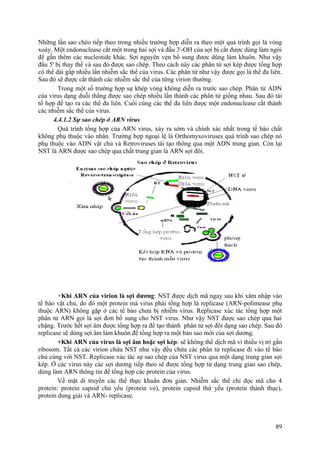 Những lần sao chéo tiếp theo trong nhiều trường hợp diễn ra theo một quá trình gọi là vòng
xoáy. Một endonuclease cắt một trong hai sợi và đầu 3'-OH của sợi bị cắt được dùng làm ngòi
để gắn thêm các nucleotide khác. Sợi nguyên vẹn bổ sung được dùng làm khuôn. Như vậy
đầu 5' bị thay thế và sau đó được sao chép. Theo cách này các phân tử sợi kép được tổng hợp
có thể dài gấp nhiều lần nhiễm sắc thể của virus. Các phân tử như vậy được gọi là thể đa liên.
Sau đó sẽ được cắt thành các nhiễm sắc thể của từng virion thường.
Trong một số trường hợp sự khép vòng không diễn ra trước sao chép. Phân tử ADN
của virus dạng duỗi thẳng được sao chép nhiều lần thành các phân tử giống nhau. Sau đó tái
tổ hợp để tạo ra các thể đa liên. Cuối cùng các thể đa liên được một endonuclease cắt thành
các nhiễm sắc thể của virus.
4.4.1.2 Sự sao chép ở ARN virus
Quá trình tổng hợp của ARN virus, xảy ra sớm và chính xác nhất trong tế bào chất
không phụ thuộc vào nhân. Trường hợp ngoại lệ là Orthomyxoviruses quá trình sao chép nó
phụ thuộc vào ADN vật chủ và Retroviruses tái tạo thông qua một ADN trung gian. Còn lại
NST là ARN được sao chép qua chất trung gian là ARN sợi đôi.
+Khi ARN của virion là sợi dương: NST được dịch mã ngay sau khi xâm nhập vào
tế bào vật chủ, do đó một protein mà virus phải tổng hợp là replicase (ARN-polimease phụ
thuộc ARN) không gặp ở các tế bào chưa bị nhiễm virus. Replicase xúc tác tổng hợp một
phân tử ARN gọi là sợi đơn bổ sung cho NST virus. Như vậy NST được sao chép qua hai
chặng. Trước hết sợi âm được tổng hợp ra để tạo thành phân tử sợi đôi dạng sao chép. Sau đó
replicase sẽ dùng sợi âm làm khuôn để tổng hợp ra một bản sao mới của sợi dương.
+Khi ARN của virus là sợi âm hoặc sợi kép: sẽ không thể dịch mã vì thiếu vị trí gắn
ribosom. Tất cả các virion chứa NST như vậy đều chứa các phân tử replicase đi vào tế bào
chủ cùng với NST. Replicase xúc tác sự sao chép của NST virus qua một dạng trung gian sợi
kép. Ở các virus này các sợi dương tiếp theo sẽ được tổng hợp từ dạng trung gian sao chép,
dùng làm ARN thông tin để tổng hợp các protein của virus.
Về mặt di truyền các thể thực khuẩn đơn giản. Nhiễm sắc thể chỉ đọc mã cho 4
protein: protein capsid chủ yếu (protein vỏ), protein capsid thứ yếu (protein thành thục),
protein dung giải và ARN- replicase.
89
 