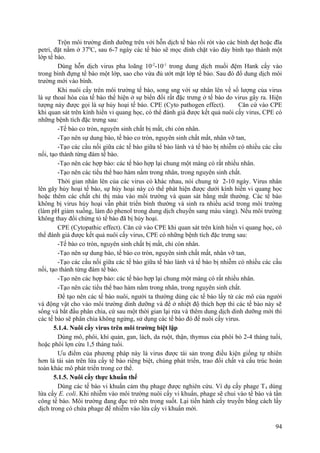 Trộn môi trường dinh dưỡng trên với hỗn dịch tế bào rồi rót vào các bình dẹt hoặc đĩa
petri, đặt nằm ở 370
C, sau 6-7 ngày các tế bào sẽ mọc dính chặt vào đáy bình tạo thành một
lớp tế bào.
Dùng hỗn dịch virus pha loãng 10-2
-10-1
trong dung dịch muối đệm Hank cấy vào
trong bình đựng tế bào một lớp, sao cho vừa đủ ướt mặt lớp tế bào. Sau đó đổ dung dịch môi
trường mới vào bình.
Khi nuôi cấy trên môi trường tế bào, song sng với sự nhân lên về số lượng của virus
là sự thoaí hóa của tế bào thể hiện ở sự biến đổi rất đặc trưng ở tế bào do virus gây ra. Hiện
tượng này được gọi là sự hủy hoại tế bào. CPE (Cyto pathogen effect). Căn cứ vào CPE
khi quan sát trên kính hiển vi quang học, có thể đánh giá được kết quả nuôi cấy virus, CPE có
những bệnh tích đặc trưng sau:
-Tế bào co tròn, nguyên sinh chất bị mất, chỉ còn nhân.
-Tạo nên sự dung bào, tế bào co tròn, nguyên sinh chất mất, nhân vỡ tan,
-Tạo các cầu nối giữa các tế bào giữa tế bào lành và tế bào bị nhiễm có nhiều các cầu
nối, tạo thành từng đám tế bào.
-Tạo nên các hợp bào: các tế bào hợp lại chung một màng có rất nhiều nhân.
-Tạo nên các tiểu thể bao hàm nằm trong nhân, trong nguyên sinh chất.
Thời gian nhân lên của các virus có khác nhau, nói chung từ 2-10 ngày. Virus nhân
lên gây hủy hoại tế bào, sự hủy hoại này có thể phát hiện được dưới kính hiển vi quang học
hoặc thêm các chất chỉ thị màu vào môi trường và quan sát bằng mắt thường. Các tế bào
không bị virus hủy hoại vẫn phát triển bình thường và sinh ra nhiều acid trong môi trường
(làm pH giảm xuống, làm đỏ phenol trong dung dịch chuyển sang màu vàng). Nếu môi trường
không thay đổi chứng tỏ tế bào đã bị hủy hoại.
CPE (Cytopathic effect). Căn cứ vào CPE khi quan sát trên kính hiển vi quang học, có
thể đánh giá được kết quả nuôi cấy virus, CPE có những bệnh tích đặc trưng sau:
-Tế bào co tròn, nguyên sinh chất bị mất, chỉ còn nhân.
-Tạo nên sự dung bào, tế bào co tròn, nguyên sinh chất mất, nhân vỡ tan,
-Tạo các cầu nối giữa các tế bào giữa tế bào lành và tế bào bị nhiễm có nhiều các cầu
nối, tạo thành từng đám tế bào.
-Tạo nên các hợp bào: các tế bào hợp lại chung một màng có rất nhiều nhân.
-Tạo nên các tiểu thể bao hàm nằm trong nhân, trong nguyên sinh chất.
Để tạo nên các tế bào nuôi, người ta thường dùng các tế bào lấy từ các mô của người
và động vật cho vào môi trường dinh dưỡng và để ở nhiệt độ thích hợp thì các tế bào này sẽ
sống và bắt đầu phân chia, cứ sau một thời gian lại rửa và thêm dung dịch dinh dưỡng mới thì
các tế bào sẽ phân chia không ngừng, sử dụng các tế bào đó để nuôi cấy virus.
5.1.4. Nuôi cấy virus trên môi trường biệt lập
Dùng mô, phôi, khí quản, gan, lách, da ruột, thận, thymus của phôi bò 2-4 tháng tuổi,
hoặc phôi lợn cừu 1,5 tháng tuổi.
Ưu điểm của phương pháp này là virus được tái sản trong điều kiện giống tự nhiên
hơn là tái sản trên lứa cấy tế bào riêng biệt, chúng phát triển, trao đổi chất và cấu trúc hoàn
toàn khác mô phát triển trong cơ thể.
5.1.5. Nuôi cấy thực khuẩn thể
Dùng các tế bào vi khuẩn cảm thụ phage được nghiên cứu. Ví dụ cấy phage T4 dùng
lứa cấy E. coli. Khi nhiễm vào môi trường nuôi cấy vi khuẩn, phage sẽ chui vào tế bào và tấn
công tế bào. Môi trường đang đục trở nên trong suốt. Lại tiến hành cấy truyền bằng cách lấy
dịch trong có chứa phage để nhiễm vào lứa cấy vi khuẩn mới.
94
 