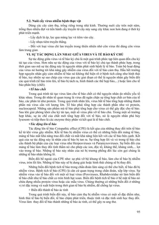 5.2. Nuôi cấy virus nhiễm bệnh thực vật
Dùng các cây cảm thụ, trồng riêng trong nhà kính. Thường nuôi cây trên một năm,
trồng theo nhiều đợt và tiến hành cấy truyền từ cây này sang cây khác non hơn đang ở thời kỳ
phát triển mạnh.
- Lấy dịch lá ép, lọc qua màng lọc và tiêm vào cây.
- Lấy nhựa tiêm truyền thẳng.
- Đối với loại virus chỉ lan truyền trong thiên nhiên nhờ côn virus thì dùng côn virus
làm trung gian.
VI. SỰ TÁC ĐỘNG LẪN NHAU GIỮA VIRUS VÀ TẾ BÀO KÝ CHỦ
Sự tác động giữa virus và tế bào ký chủ là một quá trình phức tạp liên quan đến chu kỳ
tái tạo của virus. Hơn nữa sự tác động của virus với tế bào ký chủ tạo thành phức hợp, trong
thời gian sao mã sự tác động này là nguyên nhân phát sinh bệnh lý tế bào. Toàn bộ hoạt động
của virus nó hướng tới khả năng gây nhiễm của virus đối với tế bào cảm thụ. Hầu hết trường
hợp nguyên nhân gây cảm nhiễm tế bào nó không thể hiện rõ ở bệnh tích cũng như hình thái
tế bào, tuy nhiên sự sao chép của virus qua các giai đoạn có thể là nguyên nhân gây biến đổi
các quá trình (tế bào tròn lên, tế bào bị tách ra, hình thành các thể hợp bào,...) hoặc làm cho tế
bào phân hủy (chết).
+Tế bào chết
Trong quá trình tái tạo virus làm cho tế bào chết có thể nguyên nhân do nhiều yếu tố
khác nhau. Trong đó nhân tố quan trọng là virus đã ngăn chặn sự tổng hợp chất cơ bản của tế
bào, các phân tử như protein. Trong quá trình nhân lên, virus bắt tế bào tổng hợp những thành
phần mà virus cần với lượng lớn. Tế bào phải tổng hợp các thành phần như vỏ protein,
nucleocapsid. Những sản phẩm mà tế bào phải tổng hợp cho virus có thể gây độc cho tế bào.
Sau khi giải phóng khỏi chu kỳ tái tạo, một số virus phá vỡ tế bào chủ. Trong một số trường
hợp khác, sự ức chế của chất mới tổng hợp đối với tế bào, nó là nguyên nhân phá hủy
lysosom và tiếp theo là các enzyme thủy phân và kết quả là tế bào chết.
+Tác động lên tế bào
Tác động lên tế bào Cytopathic effect (CPE) là kết qủa của những thay đổi trên tế bào
kể từ khi virus gây nhiễm. Khi tế bào bị nhiễm virus có thể có những biến đổi màng tế bào,
màng tế bào mất khả năng trao đổi chất và mất khả năng liên kết với các tế bào bên cạnh. Kết
quả của sự tác động này là nhân của tế bào bị tan ra. Sự tổng hợp lõi và vỏ trong tế bào chủ
cấu thành bộ phận của các loại virus như Herpesviruses và Paramyxoviruses. Sự biến đổi của
màng tế bào làm thay đổi tính thấm nó cho phép các ion, độc tố, kháng thể, kháng sinh,... lọt
vào trong tế bào. Những tế bào này nhân của nó bị trương phồng đôi lúc còn gọi chúng là
những tế bào nhân khổng lồ.
Biến đổi bề ngoài của CPE như: sự phá vỡ bộ khung tế bào, làm cho tế bào bị nhiễm
virus, tròn lồi lên. Những tế bào này sẽ bị dung giải hoặc hình thái chúng sẽ bị thay đổi.
Những biến đổi bệnh tích tế bào trong chẩn đoán lâm sàng có thể cho biết, tế bào đã bị
nhiễm virus. Bệnh tích tế bào (CPE) là căn cứ quan trọng trong chẩn đoán, xếp lớp virus. Sự
nhiễm virus vào tế bào đối với một số loại virus (Poxviruses, Rhabdoviridae nó làm biến đổi
tế bào chất như tế bào chất co tròn hình hạt xoan. Biển đổi bệnh tích tế bào ở bề mặt tế bào nó
chứa đựng nhiều protein virus hoặc các mẫu virus. Chúng thường có những biến đổi ở những
vị trí đặc trưng và xuất hiện trong thời gian tế bào bị nhiễm, để chống lại virus.
+ Biến đổi thành tế bào ác tính
Trong quá trình biến đổi này, tế bào cảm thụ bị nhiễm virus có một số đặc điểm như,
hình thái tế bào bị biến đổi, tế bào chậm phát triển, thuộc tính và đặc tính sinh học thay đổi.
Virus làm thay đổi tế bào thành những tế bào ác tính, có thể gây ra ung thư.
95
 