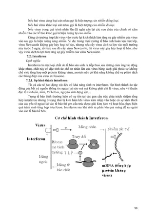 Nếu hai virus cùng loại cản nhau gọi là hiện tượng cản nhiễm đồng loại.
Nếu hai virus khác loại cản nhau gọi là hiện tượng cản nhiễm dị loại.
Nếu virus trong quá trình nhân lên đã ngăn cản lại các con cháu của chính nó xâm
nhiễm vào các tế bào khác gọi là hiện tượng tự cản nhiễm
Cũng có trường hợp khi virus vào trước lại kích thích làm tăng sự gây nhiễm của virus
vào sau gọi là hiện tượng tăng nhiễm. Ví du: trong môi trường tế bào tinh hoàn lợn một lớp,
virus Newcastle không gây hủy hoại tế bào, nhưng nếu cấy virus dịch tả lợn vào môi trường
này trước 5 ngày, rồi tiếp sau đó cấy virus Newcastle, thì virus này gây hủy hoại tế bào. như
vậy virus dịch tả lợn làm tăng sự gây nhiễm của virus Newcastle.
7.2. Interferon
Định nghĩa
Interferon là một loại chất do tế bào sản sinh ra tiếp theo sau những cảm ứng tác động
khác nhau, chất này có đặc tính ức chế sự nhân lên của virus bằng cách giải thoát sự khống
chế việc tổng hợp một protein kháng virus, protein này có khả năng khống chế sự phiên dịch
các thông điệp của virus ở ribosome.
7.2.1. Sự hình thành interferon
Tất cả các tế bào động vật đều có khả năng sinh ra interferon. Sự hình thành do tác
động của bất cứ nguồn thông tin ngoại lai nào mà mà không phải chỉ là virus, như vi khuẩn
độc tố vi khuẩn, nấm, Rickettsia, nguyên sinh động vật,...
Trong tế bào bình thường luôn có sự tồn tại các gen cấu trúc chịu trách nhiệm tổng
hợp interferon nhưng ở trạng thái bị kìm hảm khi virus xâm nhập vào hoặc có sự kích thích
của các yếu tố ngoại lai vào tế bào thì gen cấu trúc được giải kìm hảm và hoạt hóa, thực hiện
quá trình sinh tổng hợp interferon. Interferon sau khi sinh ra phần lớn qua màng để ra ngoài
vào các tế bào kề bên.
98
 