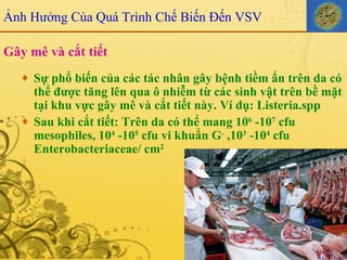 Gây mê và cắt tiết Sự phổ biến của các tác nhân gây bệnh tiềm ẩn trên da có thể được tăng lên qua ô nhiễm từ các sinh vật trên bề mặt tại khu vực gây mê và cắt tiết này. Ví dụ: Listeria.spp Sau khi cắt tiết: Trên da có thể mang 10 6  -10 7  cfu mesophiles, 10 4  -10 5  cfu vi khuẩn G -  ,10 3  -10 4  cfu Enterobacteriaceae/ cm 2 Ảnh Hưởng Của Quá Trình Chế Biến Đến VSV 