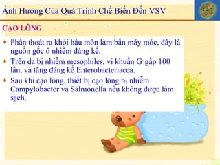 CẠO LÔNG Phân thoát ra khỏi hậu môn làm bẩn máy móc, đây là nguồn gốc ô nhiễm đáng kể. Trên da bị nhiễm mesophiles, vi khuẩn G -  gấp 100 lần, và tăng đáng kể Enterobacteriacea. Sau khi cạo lông, thiết bị cạo lông bị nhiễm Campylobacter va Salmonella nếu không được làm sạch. Ảnh Hưởng Của Quá Trình Chế Biến Đến VSV 