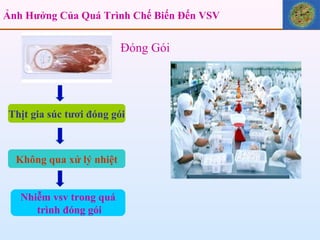 Ảnh Hưởng Của Quá Trình Chế Biến Đến VSV Thịt gia súc tươi đóng gói Không qua xử lý nhiệt Nhiễm vsv trong quá trình đóng gói Đóng Gói 