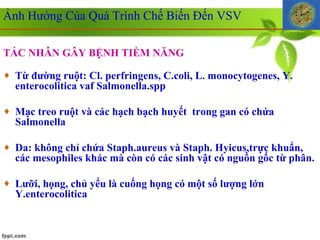TÁC NHÂN GÂY BỆNH TIỀM NĂNG Từ đường ruột: Cl. perfringens, C.coli, L. monocytogenes, Y. enterocolitica vaf Salmonella.spp Mạc treo ruột và các hạch bạch huyết  trong gan có chứa Salmonella Da: không chỉ chứa Staph.aureus và Staph. Hyicus,trực khuẩn, các mesophiles khác mà còn có các sinh vật có nguồn gốc từ phân. Lưỡi, họng, chủ yếu là cuống họng có một số lượng lớn Y.enterocolitica Ảnh Hưởng Của Quá Trình Chế Biến Đến VSV 