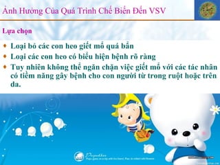 Lựa chọn  Loại bỏ các con heo giết mổ quá bẩn Loại các con heo có biểu hiện bệnh rõ ràng Tuy nhiên không thể ngăn chặn việc giết mổ với các tác nhân có tiềm năng gây bệnh cho con người từ trong ruột hoặc trên da. Ảnh Hưởng Của Quá Trình Chế Biến Đến VSV 