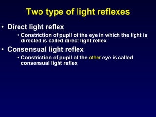 Light Reflex Example Vision | PPT