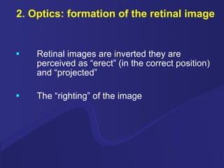 2. Optics: formation of the retinal image Retinal images are inverted they are perceived as “erect” (in the correct position) and “projected” The “righting” of the image 