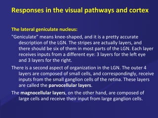Responses in the visual pathways and cortex The lateral geniculate nucleus: "Geniculate" means knee-shaped, and it is a pretty accurate description of the LGN. The stripes are actually layers, and there should be six of them in most parts of the LGN. Each layer receives inputs from a different eye: 3 layers for the left eye and 3 layers for the right.  There is a second aspect of organization in the LGN. The outer 4 layers are composed of small cells, and correspondingly, receive inputs from the small ganglion cells of the retina. These layers are called the  parvocellular layers .  The  magnocellular layers , on the other hand, are composed of large cells and receive their input from large ganglion cells. 