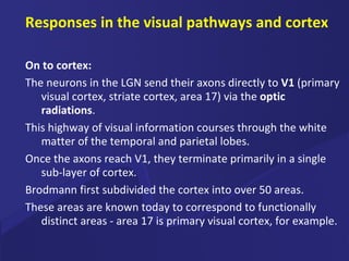 Responses in the visual pathways and cortex On to cortex:   The neurons in the LGN send their axons directly to  V1  (primary visual cortex, striate cortex, area 17) via the  optic radiations .  This highway of visual information courses through the white matter of the temporal and parietal lobes. Once the axons reach V1, they terminate primarily in a single sub-layer of cortex.  Brodmann first subdivided the cortex into over 50 areas.  These areas are known today to correspond to functionally distinct areas - area 17 is primary visual cortex, for example.  