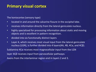 Primary visual cortex The koniocortex (sensory type) located in and around the calcarine fissure in the occipital lobe.  receives information directly from the lateral geniculate nucleus.  highly specialized for processing information about static and moving objects and is excellent in pattern recognition.  divided into six functionally distinct layers Layer 4, which receives most visual input from the lateral geniculate nucleus (LGN), is further divided into 4 layers(4A, 4B, 4Cα, and 4Cβ).  Sublamina 4Cα receives most magnocellular input from the LGN layer 4Cβ receives input from parvocellular pathways. Axons from the interlaminar region end in layers 2 and 3. 