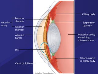 Ciliary body Suspensory ligament Posterior cavity containing vitreous humor Ciliary muscle in ciliary body Posterior chamber Anterior chamber Anterior cavity Aqueous humor Iris Canal of Schlemm 