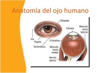 Anatomía del ojo humano
 