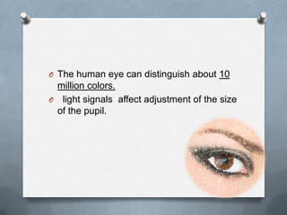 O The human eye can distinguish about 10
 million colors.
O light signals affect adjustment of the size
 of the pupil.
 