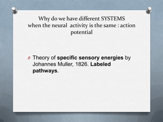 Why do we have different SYSTEMS
when the neural activity is the same : action
                potential



O Theory of specific sensory energies by
  Johannes Muller, 1826. Labeled
  pathways.
 