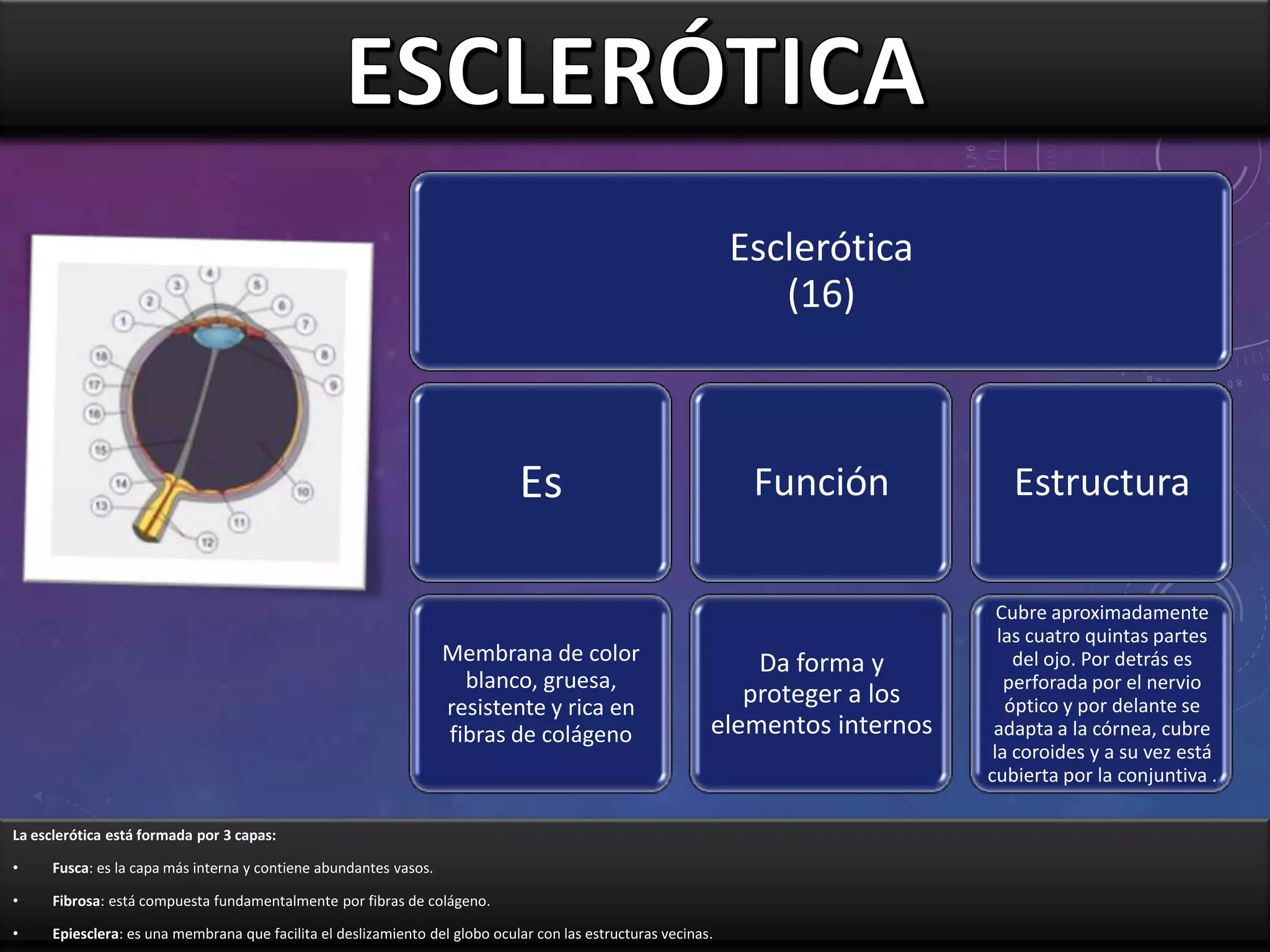 Esclerótica
(16)

Es

Membrana de color
blanco, gruesa,
resistente y rica en
fibras de colágeno

Función

Estructura

Da forma y
proteger a los
elementos internos

Cubre aproximadamente
las cuatro quintas partes
del ojo. Por detrás es
perforada por el nervio
óptico y por delante se
adapta a la córnea, cubre
la coroides y a su vez está
cubierta por la conjuntiva .

La esclerótica está formada por 3 capas:
•

Fusca: es la capa más interna y contiene abundantes vasos.

•

Fibrosa: está compuesta fundamentalmente por fibras de colágeno.

•

Epiesclera: es una membrana que facilita el deslizamiento del globo ocular con las estructuras vecinas.

 
