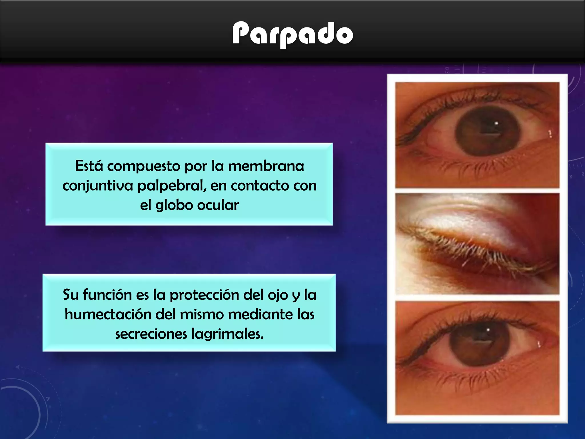 Parpado

Está compuesto por la membrana
conjuntiva palpebral, en contacto con
el globo ocular

Su función es la protección del ojo y la
humectación del mismo mediante las
secreciones lagrimales.

 