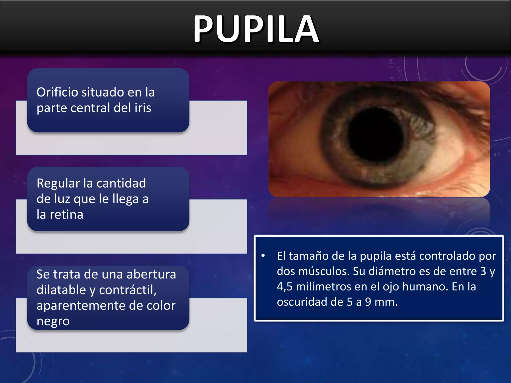 Orificio situado en la
parte central del iris

Regular la cantidad
de luz que le llega a
la retina

Se trata de una abertura
dilatable y contráctil,
aparentemente de color
negro

• El tamaño de la pupila está controlado por
dos músculos. Su diámetro es de entre 3 y
4,5 milímetros en el ojo humano. En la
oscuridad de 5 a 9 mm.

 