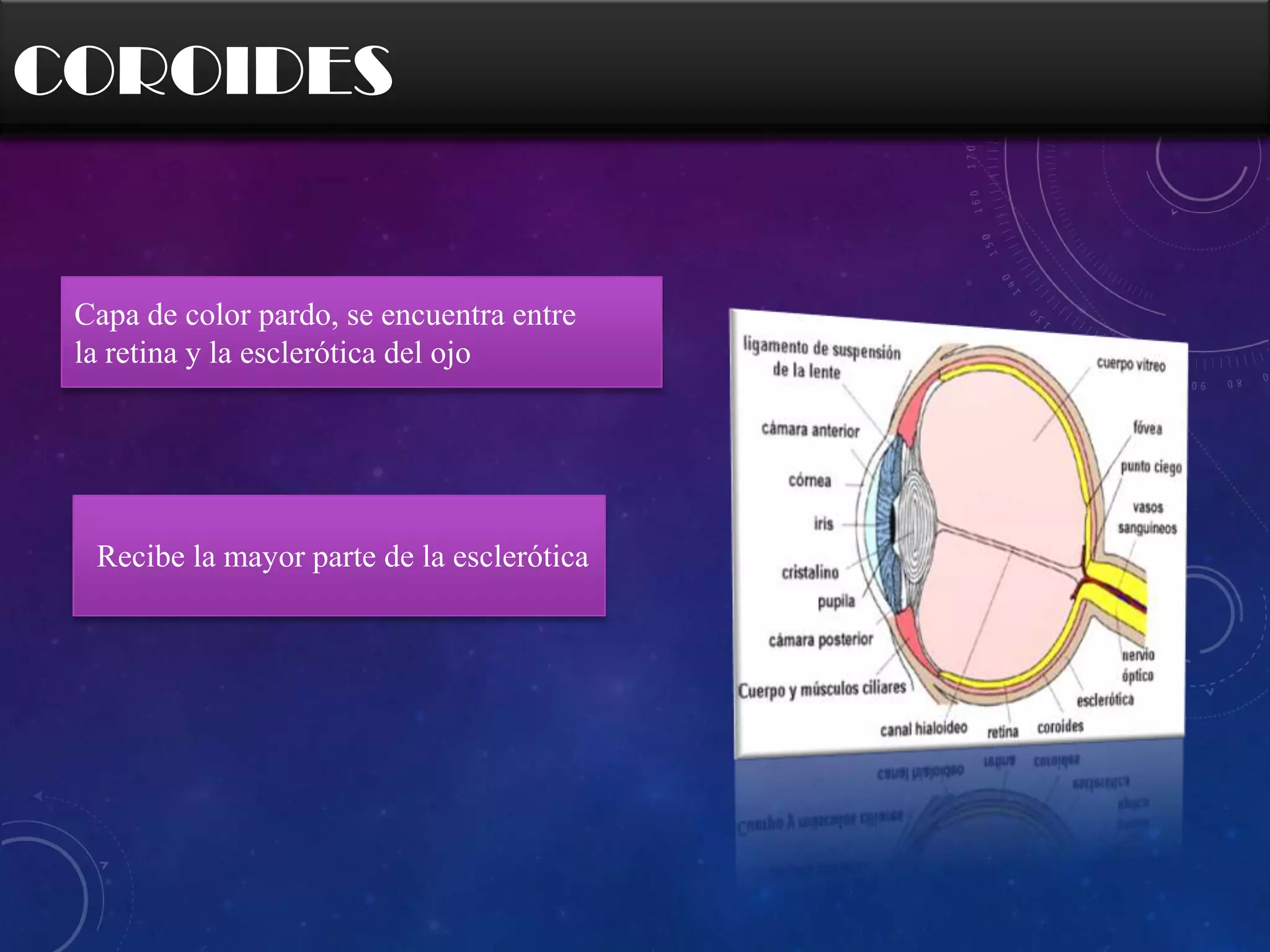 COROIDES

Capa de color pardo, se encuentra entre
la retina y la esclerótica del ojo

Recibe la mayor parte de la esclerótica

 