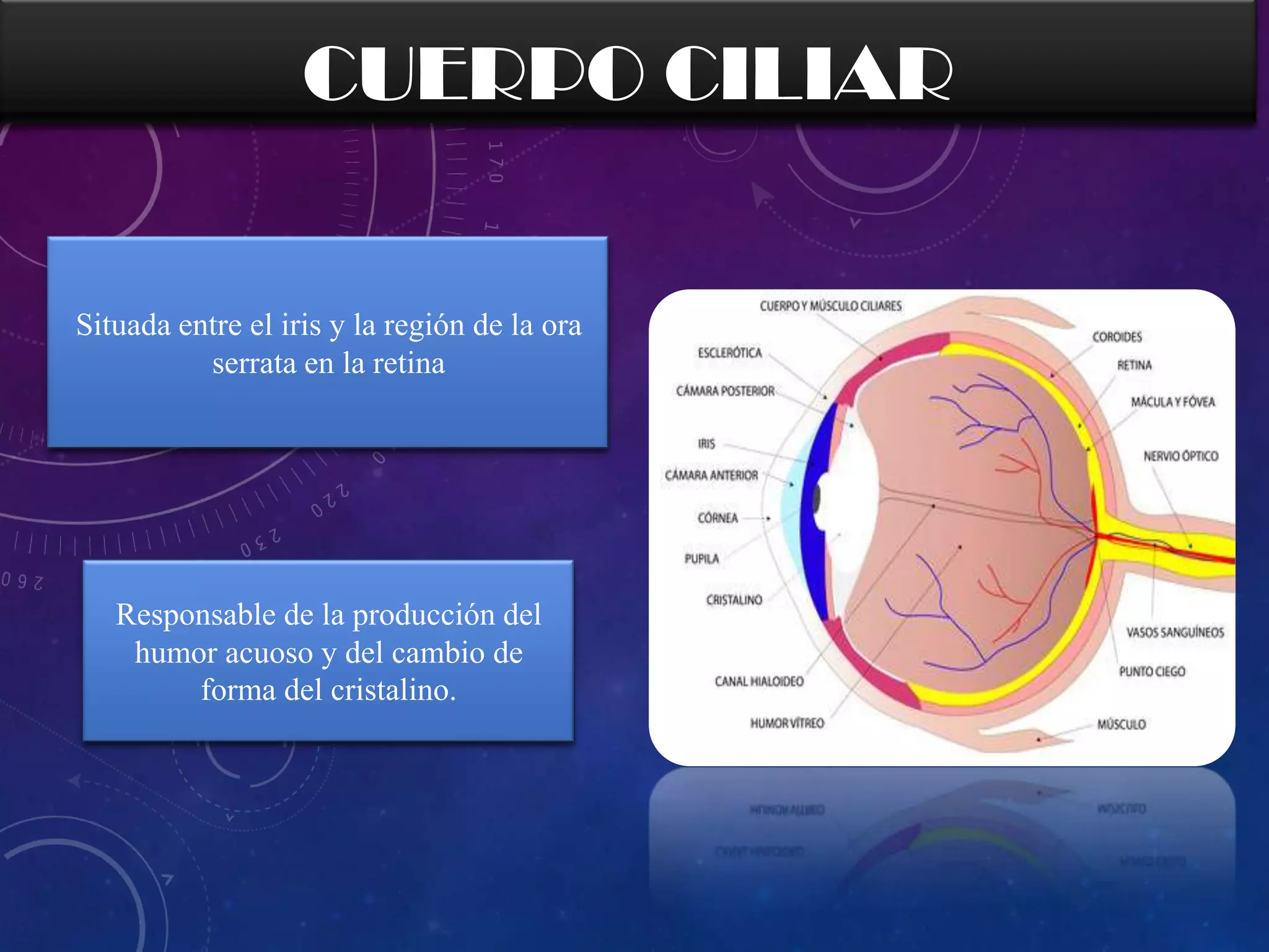 CUERPO CILIAR

Situada entre el iris y la región de la ora
serrata en la retina

Responsable de la producción del
humor acuoso y del cambio de
forma del cristalino.

 