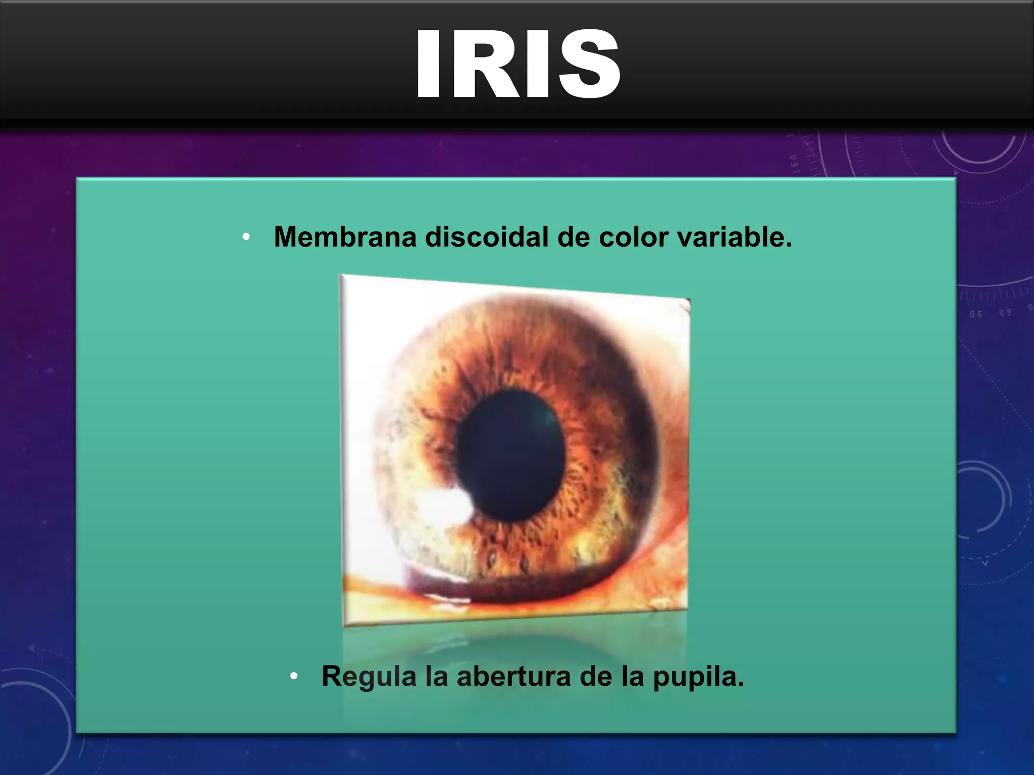 IRIS
• Membrana discoidal de color variable.

• Regula la abertura de la pupila.

 