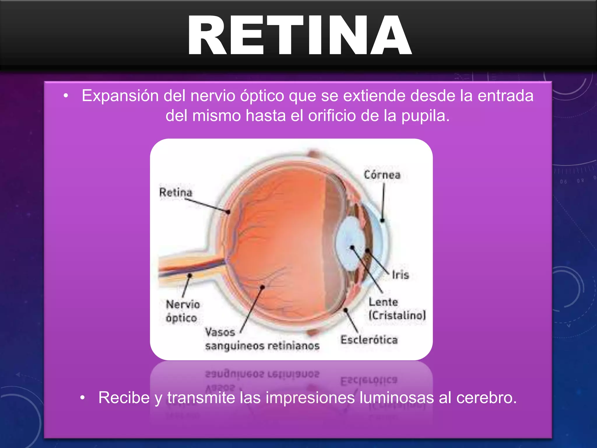 RETINA
• Expansión del nervio óptico que se extiende desde la entrada
del mismo hasta el orificio de la pupila.

• Recibe y transmite las impresiones luminosas al cerebro.

 