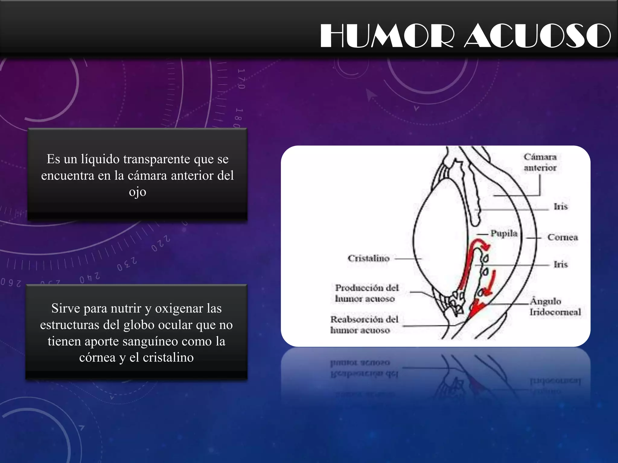 HUMOR ACUOSO

Es un líquido transparente que se
encuentra en la cámara anterior del
ojo

Sirve para nutrir y oxigenar las
estructuras del globo ocular que no
tienen aporte sanguíneo como la
córnea y el cristalino

 