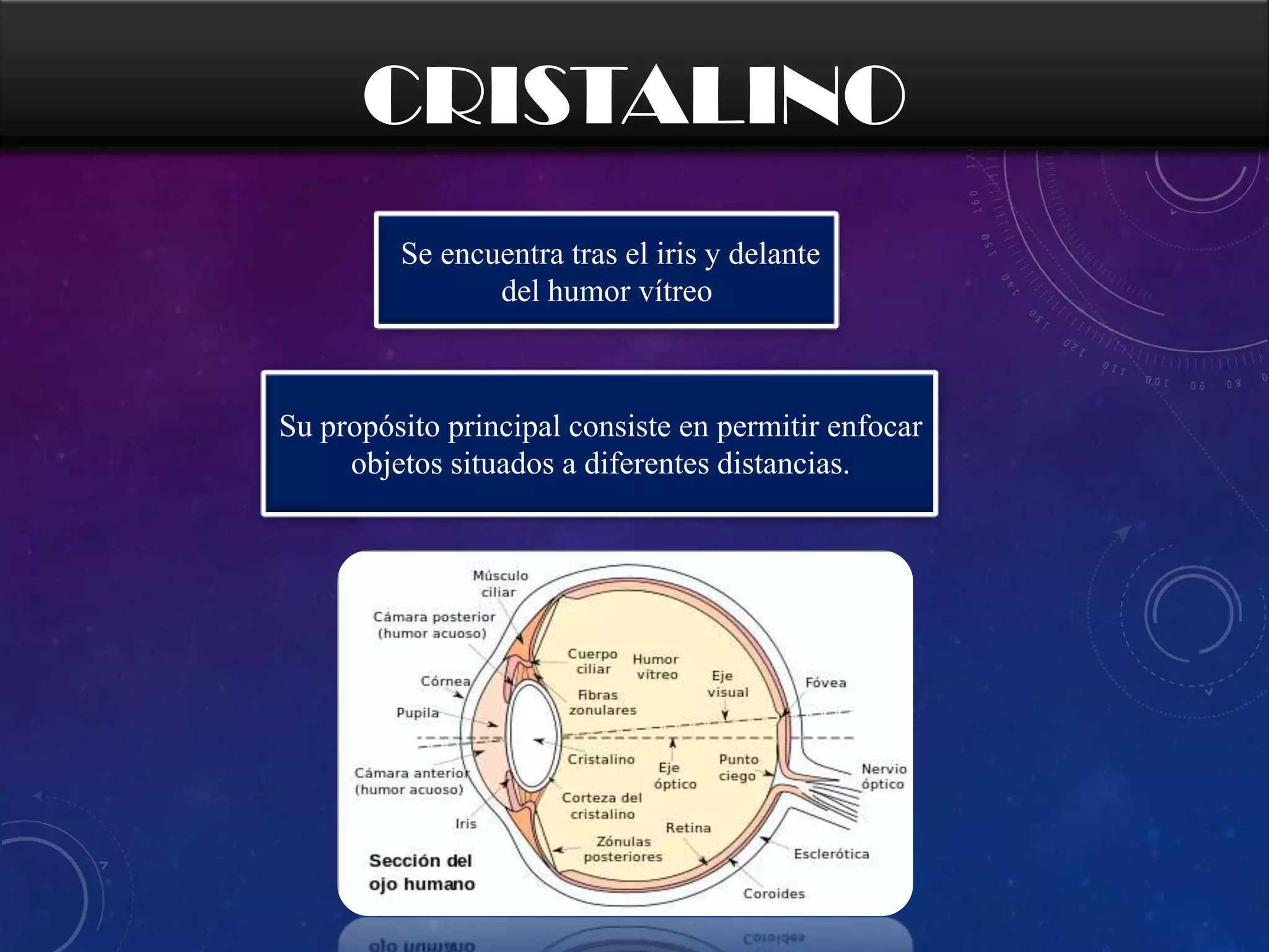 CRISTALINO
Se encuentra tras el iris y delante
del humor vítreo

Su propósito principal consiste en permitir enfocar
objetos situados a diferentes distancias.

 