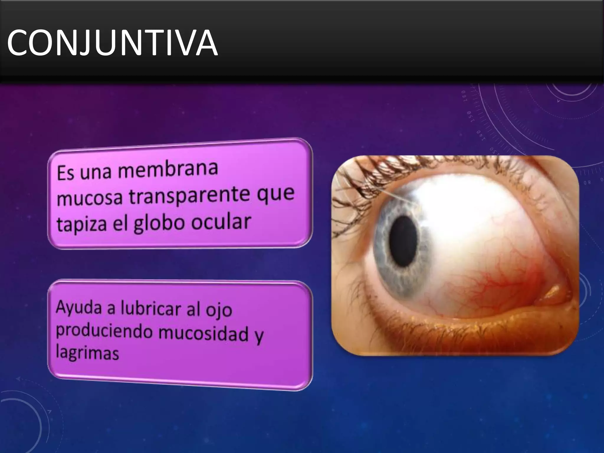 CONJUNTIVA

 
