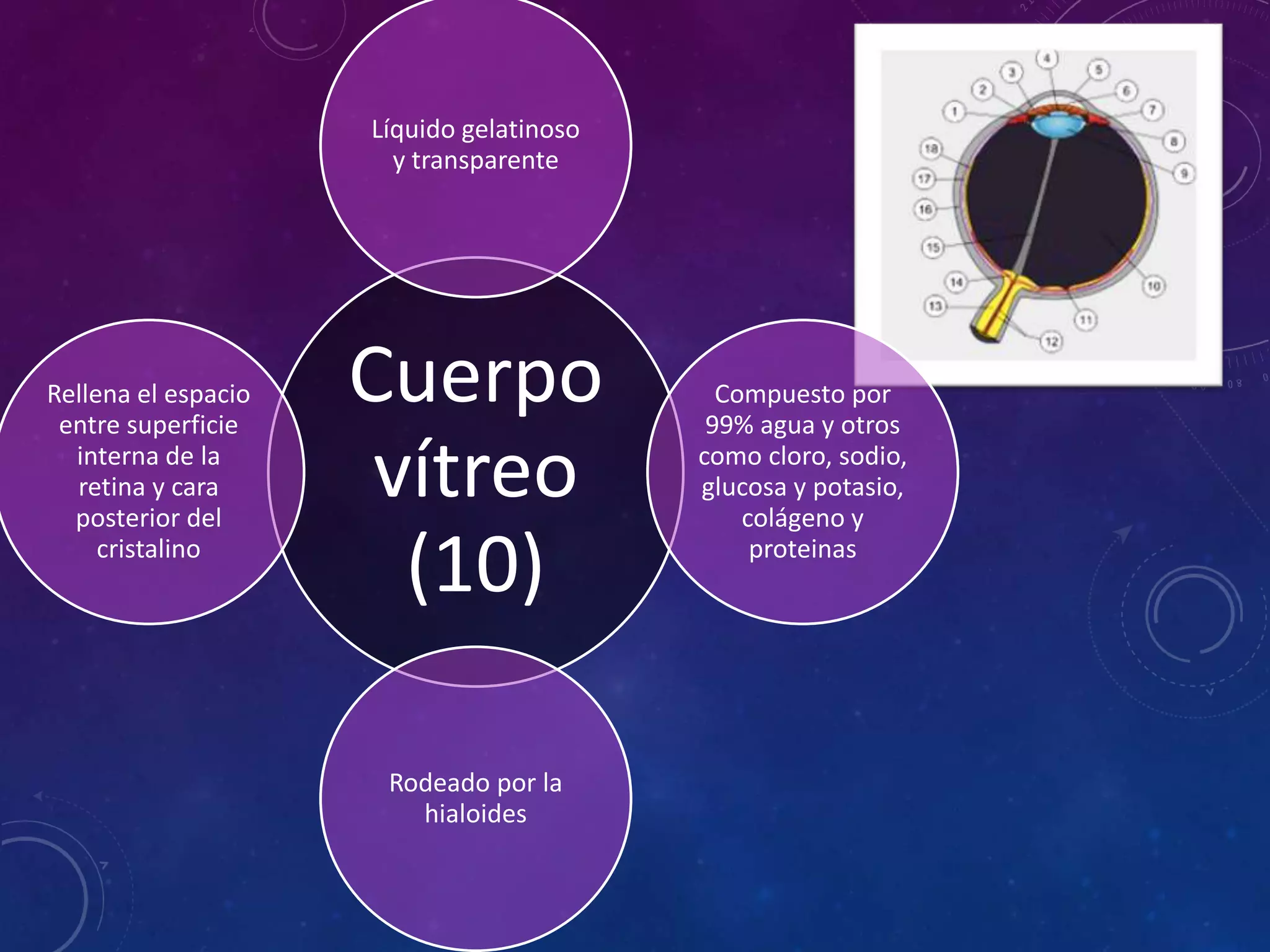 Líquido gelatinoso
y transparente

Rellena el espacio
entre superficie
interna de la
retina y cara
posterior del
cristalino

Cuerpo
vítreo
(10)
Rodeado por la
hialoides

Compuesto por
99% agua y otros
como cloro, sodio,
glucosa y potasio,
colágeno y
proteinas

 