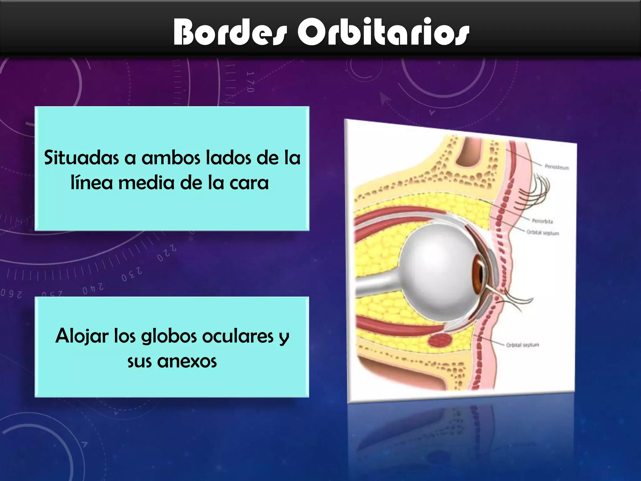 Bordes Orbitarios
Situadas a ambos lados de la
línea media de la cara

Alojar los globos oculares y
sus anexos

 