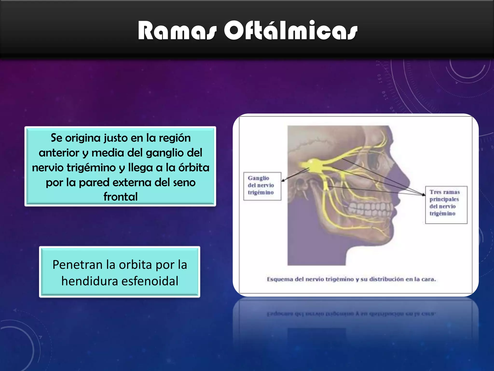 Ramas Oftálmicas

Se origina justo en la región
anterior y media del ganglio del
nervio trigémino y llega a la órbita
por la pared externa del seno
frontal

Penetran la orbita por la
hendidura esfenoidal

 