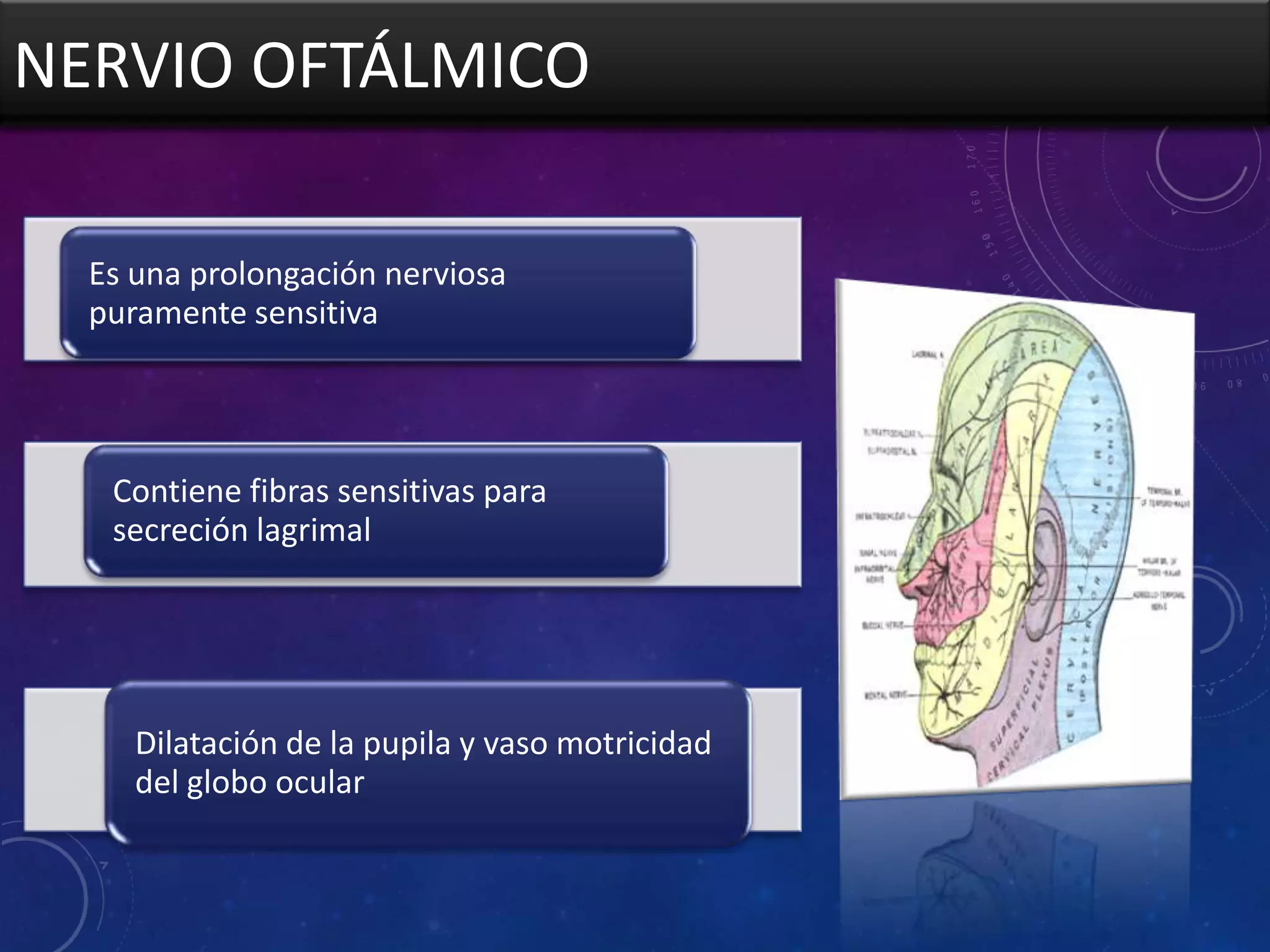 NERVIO OFTÁLMICO
Es una prolongación nerviosa
puramente sensitiva

Contiene fibras sensitivas para
secreción lagrimal

Dilatación de la pupila y vaso motricidad
del globo ocular

 