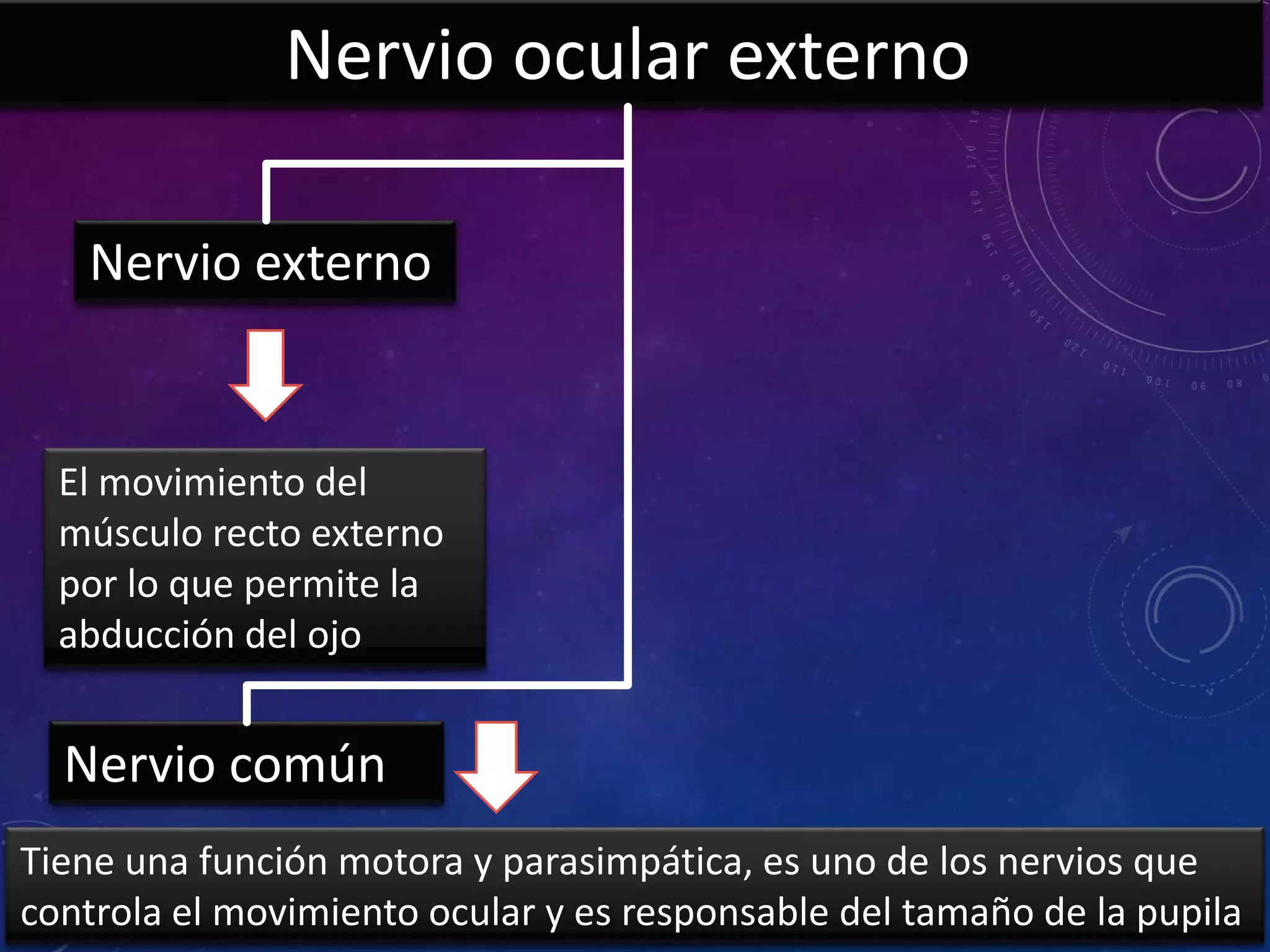 Nervio ocular externo
Nervio externo

El movimiento del
músculo recto externo
por lo que permite la
abducción del ojo

Nervio común
Tiene una función motora y parasimpática, es uno de los nervios que
controla el movimiento ocular y es responsable del tamaño de la pupila

 