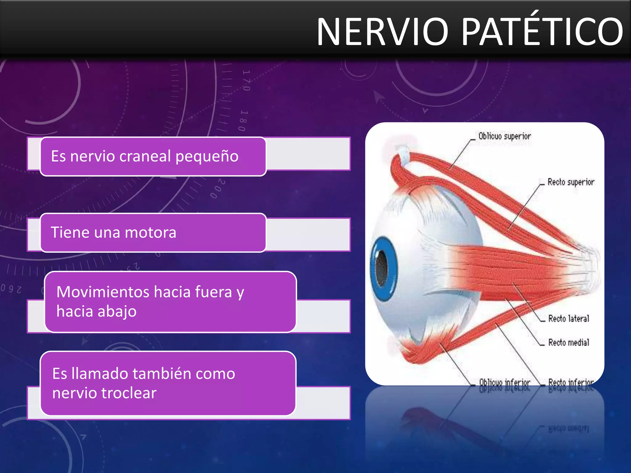 NERVIO PATÉTICO
Es nervio craneal pequeño

Tiene una motora
Movimientos hacia fuera y
hacia abajo

Es llamado también como
nervio troclear

 