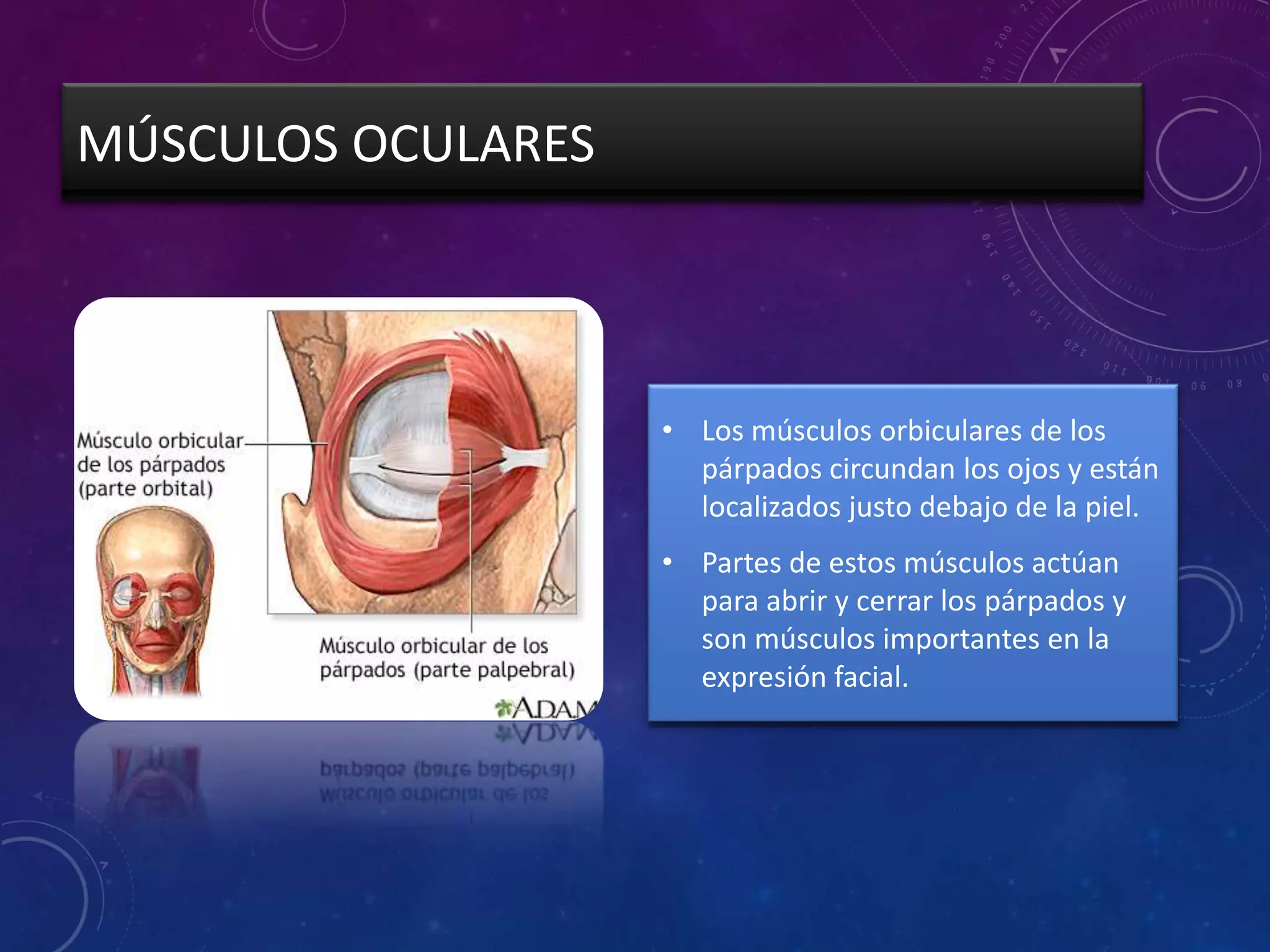 MÚSCULOS OCULARES

• Los músculos orbiculares de los
párpados circundan los ojos y están
localizados justo debajo de la piel.
• Partes de estos músculos actúan
para abrir y cerrar los párpados y
son músculos importantes en la
expresión facial.

 