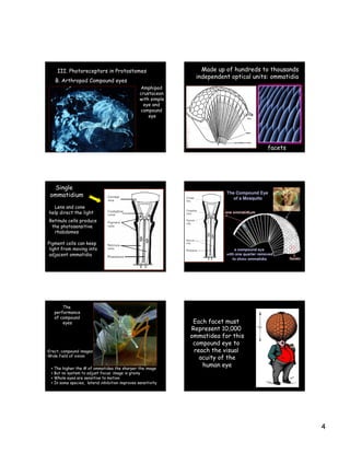 4
III. Photoreceptors in Protostomes
B. Arthropod Compound eyes
Amphipod
crustacean
with simple
eye and
compound
eye
Made up of hundreds to thousands
independent optical units: ommatidia
facets
Single
ommatidium
Lens and cone
help direct the light
Retinula cells produce
the photosensitive
rhabdomes
Pigment cells can keep
light from moving into
adjacent ommatidia
•  The higher the # of ommatidea the sharper the image
•  But no system to adjust focus; image is grainy
•  Whole eyes are sensitive to motion
•  In some species, lateral inhibition improves sensitivity
The
performance
of compound
eyes
• Erect, compound images
• Wide field of vision
Each facet must
Represent 10,000
ommatidea for this
compound eye to
reach the visual
acuity of the
human eye
 