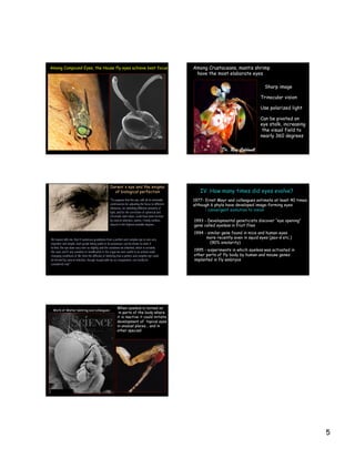 5
Among Compound Eyes, the House fly eyes achieve best focus
Sharp image
Trinocular vision
Use polarized light
Can be pivoted on
eye stalk, increasing
the visual field to
nearly 360 degrees
Among Crustaceans, mantis shrimp
have the most elaborate eyes
Yet reason tells me, that if numerous gradations from a perfect and complex eye to one very
imperfect and simple, each grade being useful to its possessor, can be shown to exist; if
further, the eye does vary ever so slightly, and the variations be inherited, which is certainly
the case; and if any variation or modification in the organ be ever useful to an animal under
changing conditions of life, then the difficulty of believing that a perfect and complex eye could
be formed by natural selection, though insuperable by our imagination, can hardly be
considered real."
Darwin's eye and the enigma
of biological perfection
"To suppose that the eye, with all its inimitable
contrivances for adjusting the focus to different
distances, for admitting different amounts of
light, and for the correction of spherical and
chromatic aberration, could have been formed
by natural selection, seems, I freely confess,
absurd in the highest possible degree...
IV. How many times did eyes evolve?
1993 - Developmental geneticists discover “eye opening”
gene called eyeless in fruit flies
1994 - similar gene found in mice and human eyes
more recently even in squid eyes (pax-6 etc.)
(90% similarity)
1995 - experiments in which eyeless was activated in
other parts of fly body by human and mouse genes
implanted in fly embryos
1977- Ernst Mayr and colleagues estimate at least 40 times,
although 6 phyla have developed image-forming eyes
: convergent evolution to vision
When eyeless is turned on
in parts of the body where
it is inactive it could initiate
development of topical eyes
in unusual places... and in
other species!
Work of Walter Gehring and colleagues
 