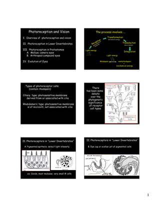 1
I. Overview of photoreception and vision
II. Photoreception in Lower Invertebrates
III. Photoreception in Protostomes
A. Mollusc camera eyes
B. Arthropod compound eyes
IV. Evolution of Eyes
Photoreception and Vision
	

The process involves…..
Light energy
Reception
Transformation
Transduction
Integration
(biochemical energy)
(nerve impulse)
(photosensitive
molecule)
Rhodopsin metarhodopsin
+
biochemical energy
Light energy
Types of photoreceptor cells
(contain rhodopsin)
Ciliary type: photosensitive membrane
derived from or associated with cilia
Rhabdomeric type: photosensitive membrane
is of microvilli, not associated with cilia
There
has been some
debate
over the
phylogenetic
significance
of receptor
cell types
II. Photoreceptors in “Lower Invertebrates”
A. Pigmented epithelia: detect light intensity
ex. Corals, most medusae; very small # cells
B. Eye cup or ocellus: pit of pigmented cells
II. Photoreceptors in “Lower Invertebrates”
 
