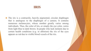 IRIS
 The iris is a contractile, heavily pigmented, circular diaphragm
that is analogous to the diaphragm of a camera. It contains
numerous melanocytes, whose number greatly varies among
individuals. Thus, the color of iris, or simply the eye color, varies
from light blue to dark brown. In people who lack melanin due to
certain health conditions (e.g. in albinism) the iris of the eyes
appears as red due to visible blood vessels of the iris.
 