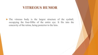 VITREOUS HUMOR
 The vitreous body is the largest structure of the eyeball,
occupying the four-fifths of the entire eye. It fits into the
concavity of the retina, being posterior to the lens.
 