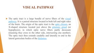 VISUAL PATHWAY
 The optic tract is a large bundle of nerve fibers of the visual
pathway. It is a paired structure located in both left and right sides
of the brain. The origin of the optic tract is the optic chiasm, an
X-shaped structure located just above the pituitary gland (or
hypophysis), in which optic nerve fibers partly decussate
(meaning they cross to the other side, intersecting one another).
The optic tract then extends caudally and laterally to end in the
lateral geniculate bodies of the thalamus.
 