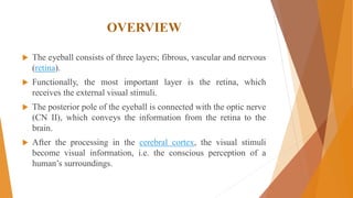 OVERVIEW
 The eyeball consists of three layers; fibrous, vascular and nervous
(retina).
 Functionally, the most important layer is the retina, which
receives the external visual stimuli.
 The posterior pole of the eyeball is connected with the optic nerve
(CN II), which conveys the information from the retina to the
brain.
 After the processing in the cerebral cortex, the visual stimuli
become visual information, i.e. the conscious perception of a
human’s surroundings.
 