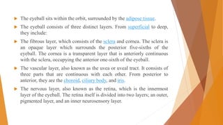  The eyeball sits within the orbit, surrounded by the adipose tissue.
 The eyeball consists of three distinct layers. From superficial to deep,
they include:
 The fibrous layer, which consists of the sclera and cornea. The sclera is
an opaque layer which surrounds the posterior five-sixths of the
eyeball. The cornea is a transparent layer that is anteriorly continuous
with the sclera, occupying the anterior one-sixth of the eyeball.
 The vascular layer, also known as the uvea or uveal tract. It consists of
three parts that are continuous with each other. From posterior to
anterior, they are the choroid, ciliary body, and iris.
 The nervous layer, also known as the retina, which is the innermost
layer of the eyeball. The retina itself is divided into two layers; an outer,
pigmented layer, and an inner neurosensory layer.
 